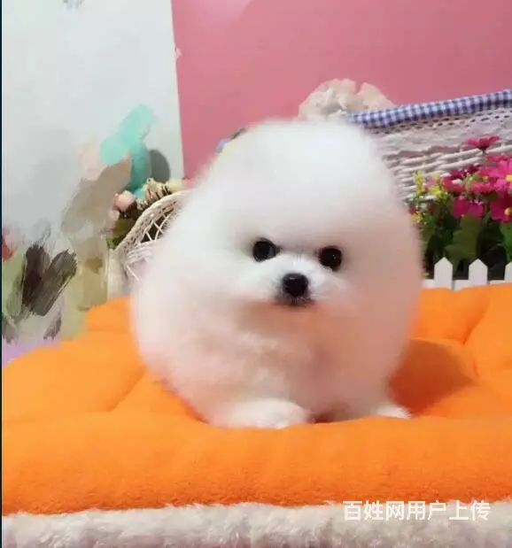 纯种赛级博美幼犬、包健康现场检测、不纯全额退款 - 图片 9