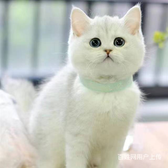 常州猫舍银渐层多少钱一只哪里有本地买自家猫舍繁殖的图片