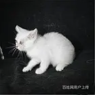 海南三亚英短银渐层放心购买