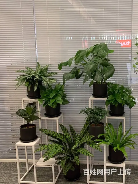 中山室内外办公室绿植花卉租摆 - 图片 1