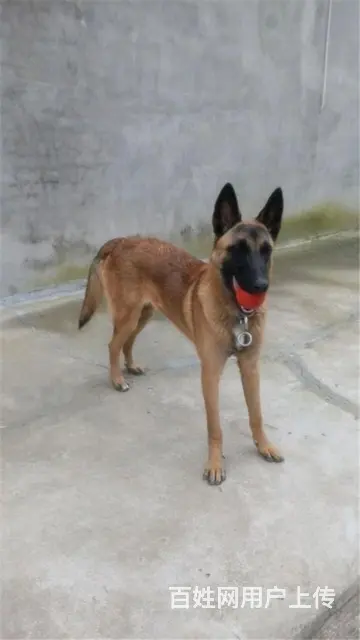 吕梁哪有繁殖马犬幼犬的，马犬幼犬多少钱一只 - 图片 2