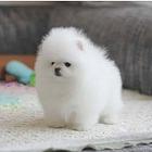 纯血统球体博美犬正规基地繁殖签健康保三年