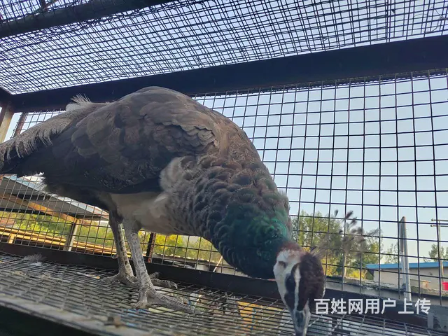 出售孔雀一对 - 图片 3