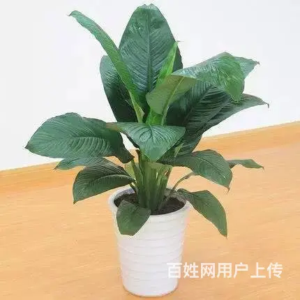 花卉苗木 - 图片 5