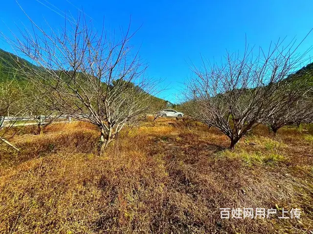 从化区良口镇旅游区溪水边3亩亩山地果园整体转让 - 图片 10