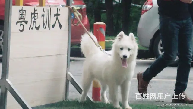 广州训狗宠物训练学校训犬基地训犬师 - 图片 2