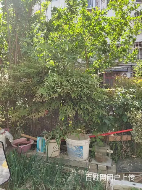 王场新村(鼓楼) 普通住宅 精装修 - 图片 4