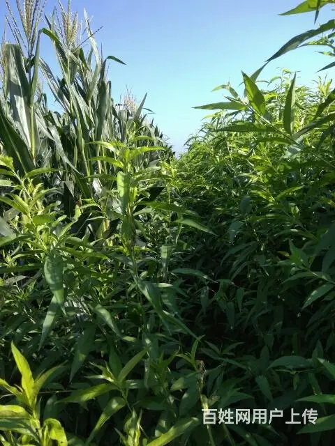 大量占地桃苗，苹果苗，梨苗。杏苗，核桃苗 - 图片 9