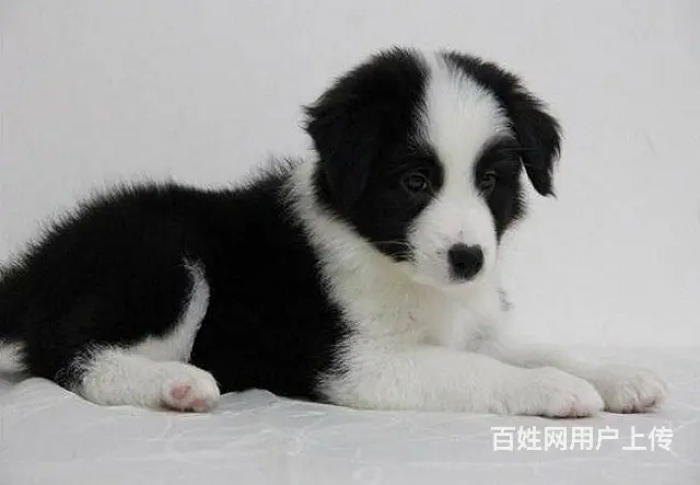 大型犬舍出售各种宠物狗边境幼犬健康质保售后无忧 - 图片 3