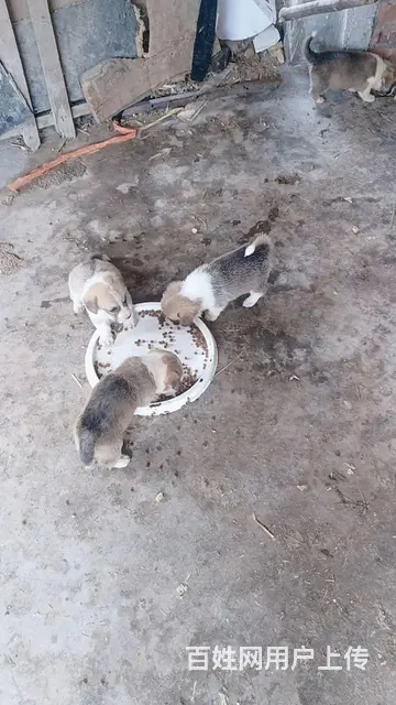 喜欢柯基幼犬的价格面议，等你啊 - 图片 5