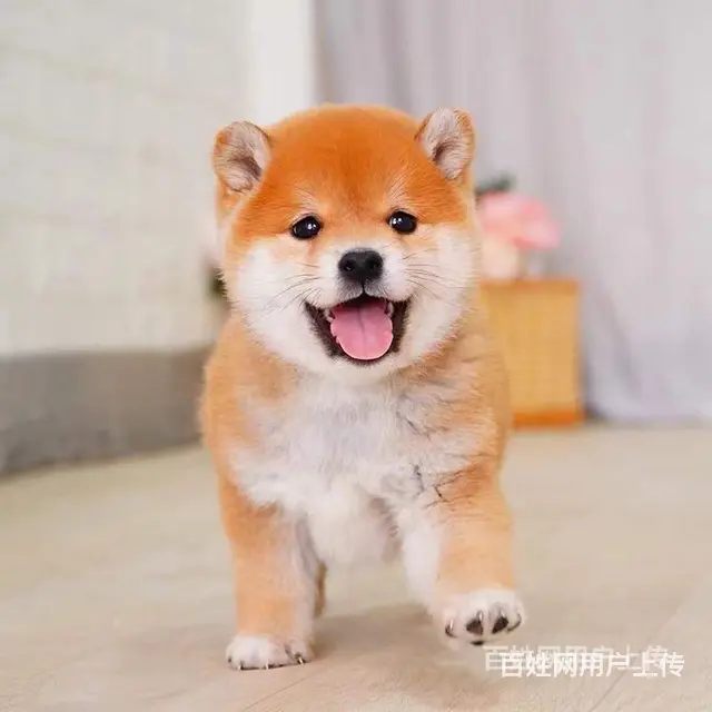 [货到付款犬舍]吕梁有柴犬卖吗 柴犬多少图 - 图片 2