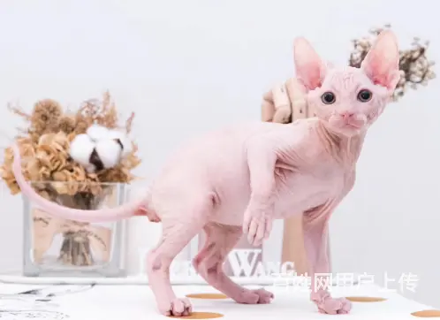 池州出售纯种加拿大斯芬克斯无毛猫 无毛猫图片 - 图片 9