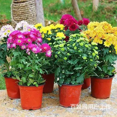 花卉苗木 - 图片 12