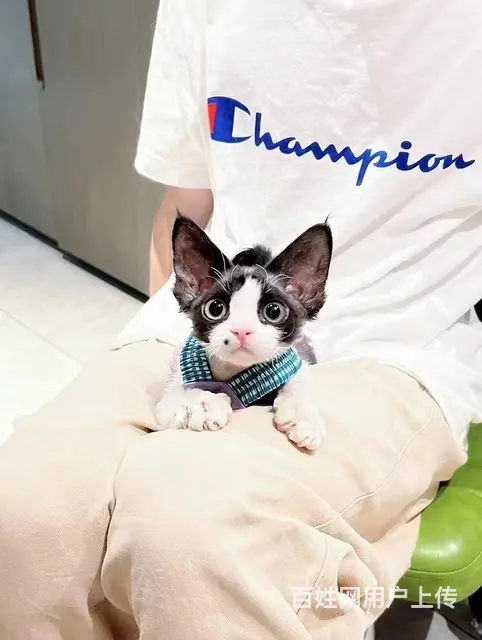 德文卷毛猫对外出售 - 图片 2