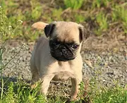 阜阳卖巴哥犬的狗场，小巴哥犬多少钱一只