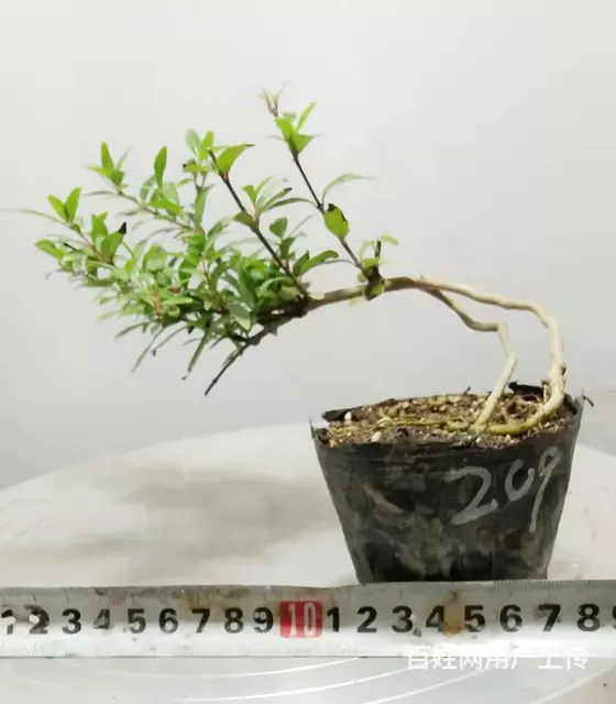 湖北大学自考本科毕业生杨世毅先生淘宝盛世鑫毅植物园 - 图片 4