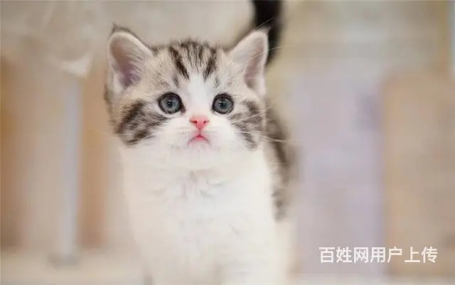 纯种英短美短哪里有卖的 新手应该养什么猫 多少钱一 - 图片 2
