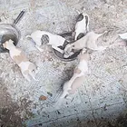才血统的惠比特幼崽