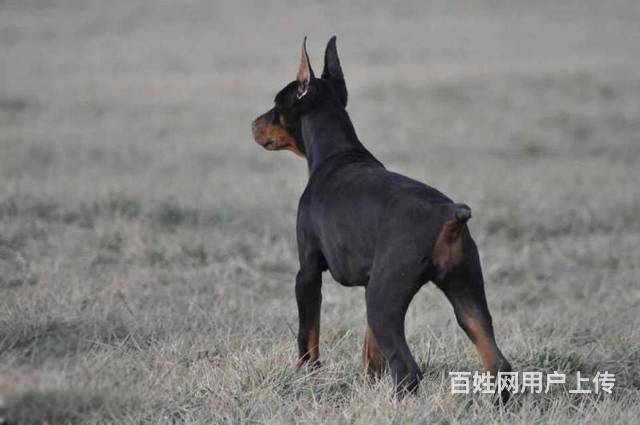 【圖】- 杜賓犬 雙賽級血系威猛氣勢來襲杜賓幼犬出售 - 鄭州金水狗狗