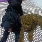 自养泰迪生的小型犬便宜出售