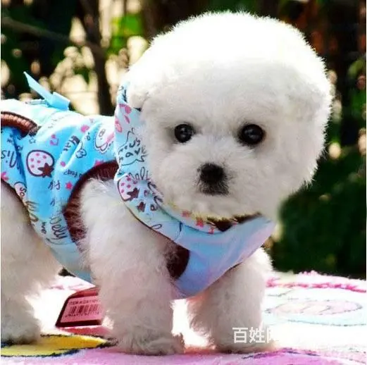 北京哪里有卖泰迪熊 如何挑选泰迪熊 - 图片 3