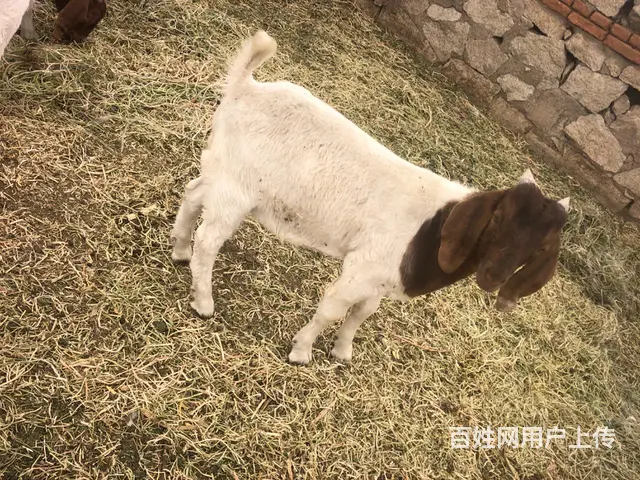 【搞定了！】波尔山羊种公羊 - 图片 2