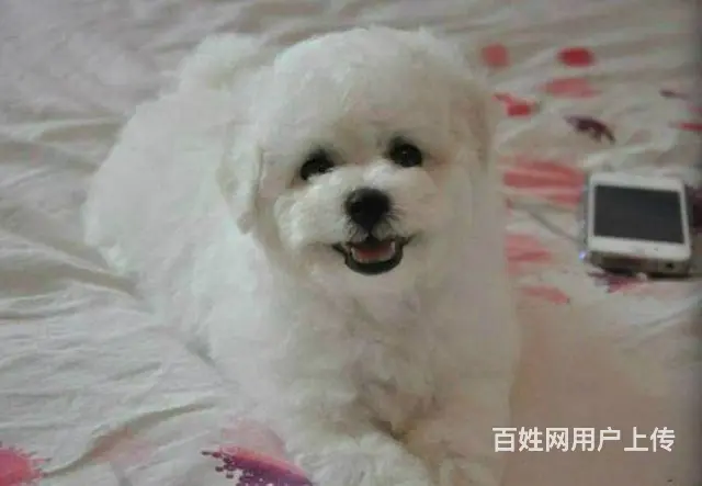 可爱卷毛小体比熊犬 宠物比熊幼犬狗狗来了 - 图片 2