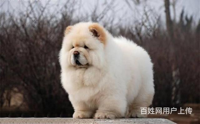 鬆獅犬多少錢,純種鬆獅犬圖片,北京鬆獅價格