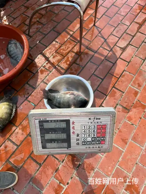 山泉水养殖罗非鱼，无土腥味 - 图片 2