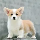 枣庄犬舍直销【柯基犬】10年养殖经验，签健康协议