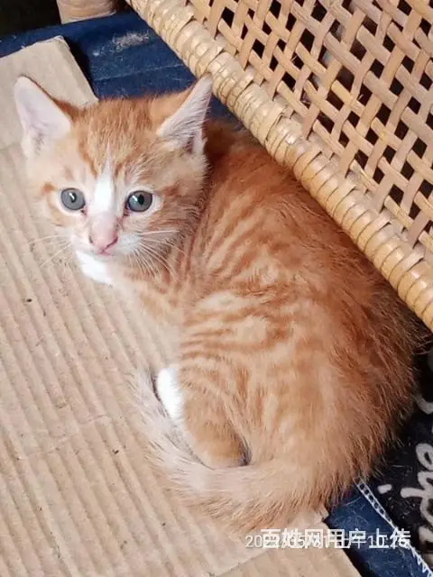 【搞定了！】请爱猫咪人收养！ - 图片 1