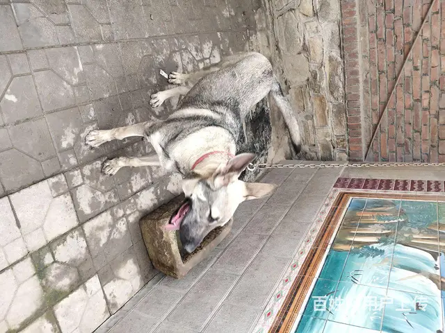 纯种狼青 - 图片 1