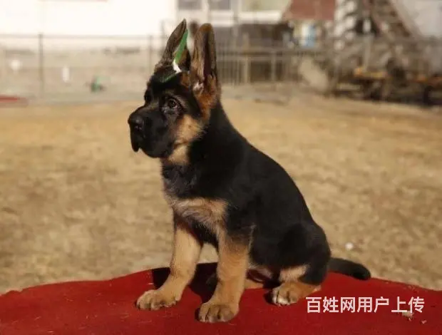广州纯种德国牧羊犬价格 狗舍直销 包纯种健康签协议 - 图片 4