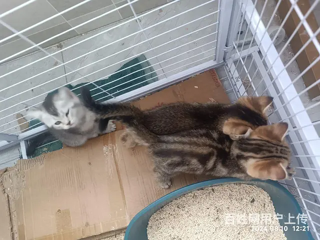 卖虎斑猫 - 图片 4