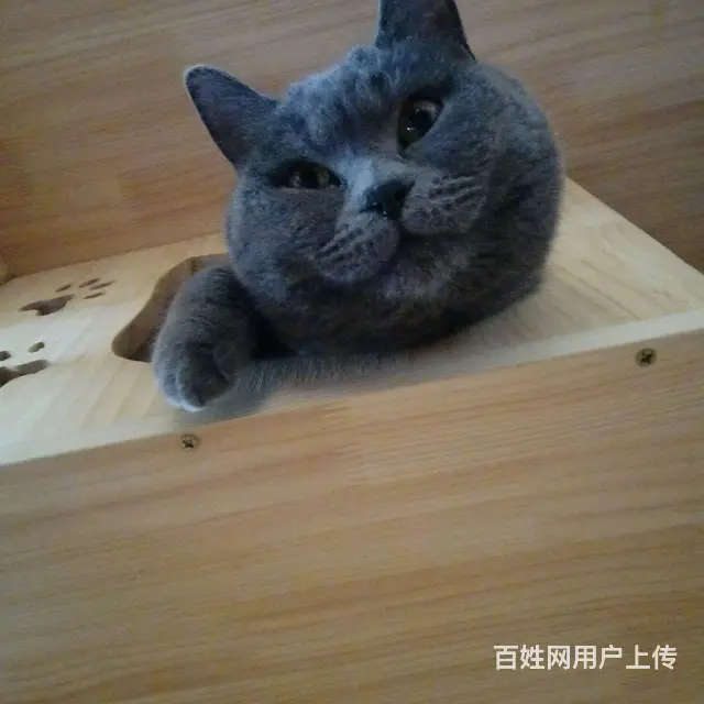 淘气蓝猫抱回家随便撸 - 图片 3