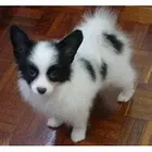 纯种健康的蝴蝶犬宝宝寻找有缘人