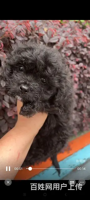 自家养的狗儿找新家的图片