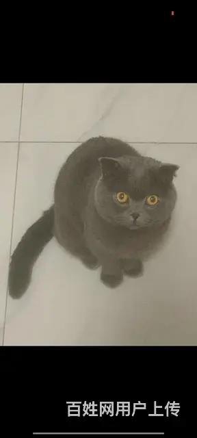 蓝猫公一只 - 图片 3