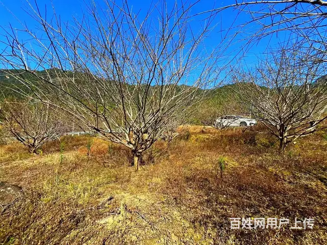 从化区良口镇旅游区溪水边3亩亩山地果园整体转让 - 图片 7