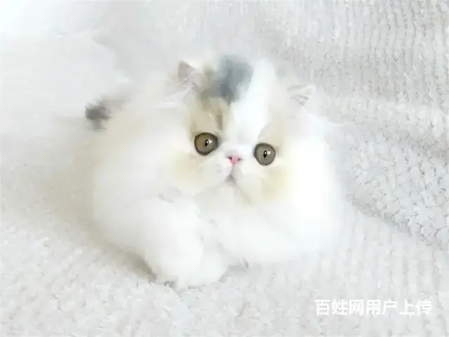 常州猫舍加菲猫多少钱一只哪里有本地买自家猫舍繁殖 - 图片 6