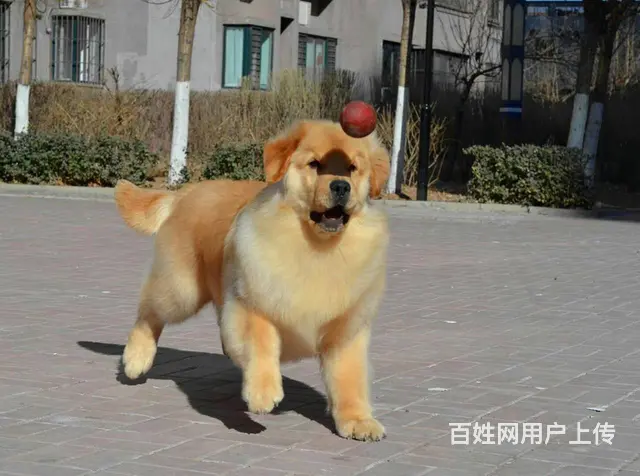 纯血统金毛幼犬、疫苗齐全包养活、质保全国送货 - 图片 1