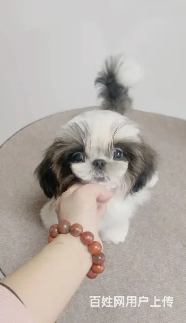 徐州市家养纯种高档西施犬 - 图片 3
