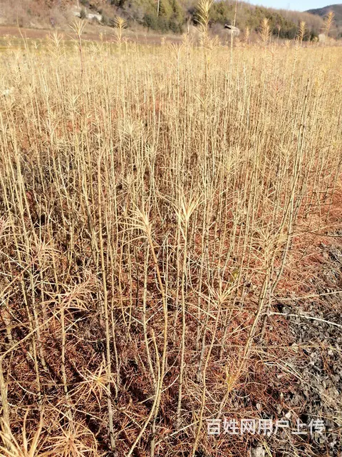 大量出售各种造林树苗 - 图片 6