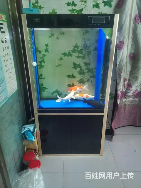 想换大鱼缸 - 图片 2