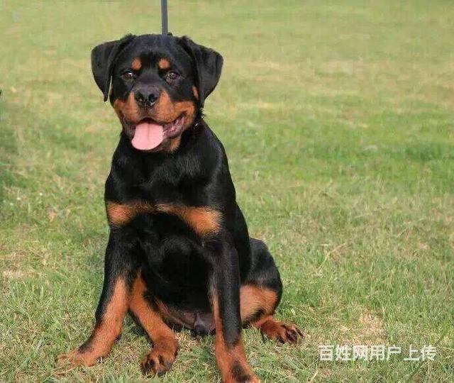 純種羅威納犬 北京羅威納犬價格 3個月大羅威納犬