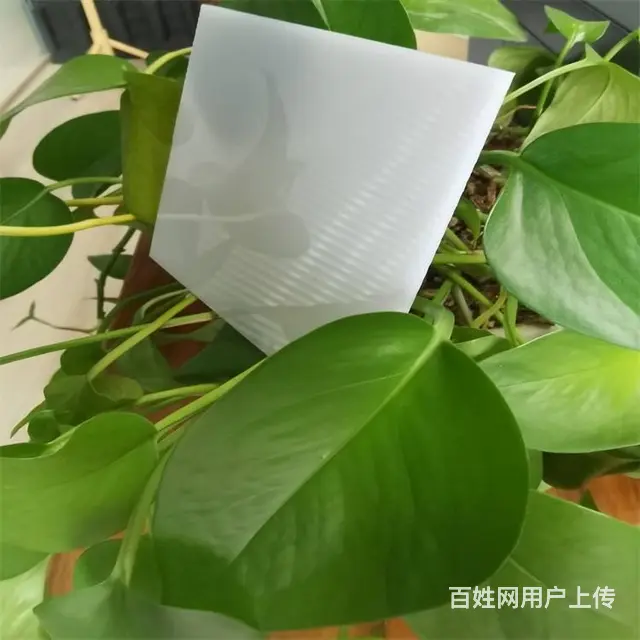 青岛即墨1.1mmpc耐力板即墨耐力板厂家批发价格 - 图片 4