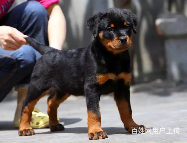 精品罗威纳大量幼犬罗威纳价格罗威纳性格图片视频 - 图片 8