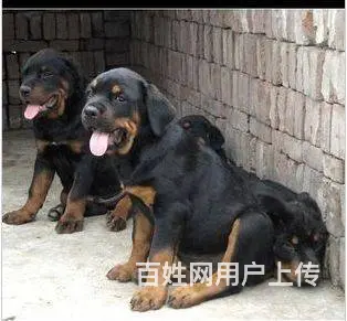 精品罗威纳大量幼犬罗威纳价格罗威纳性格图片视频 - 图片 4