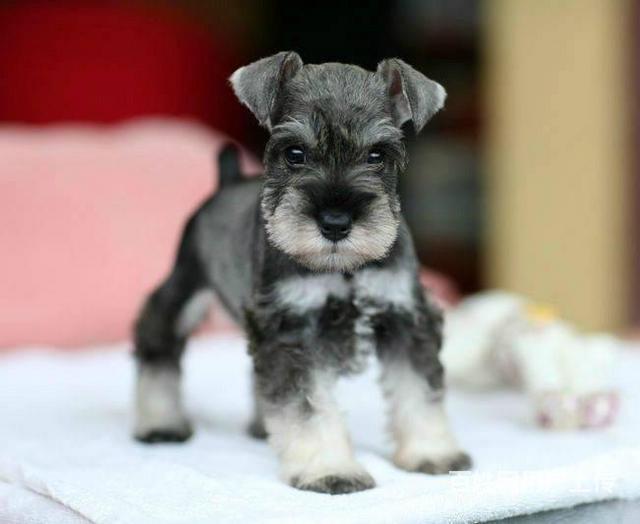 雪纳瑞梗犬 出售雪纳瑞幼犬 纯种迷你雪纳瑞多少钱的图片