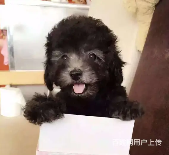 纯种泰迪熊 保纯种、保健康、签协议质保 - 图片 4
